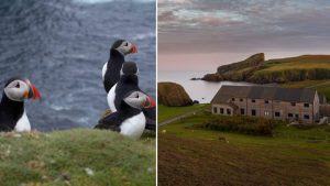 Four puffins + Fair Isle at sunset