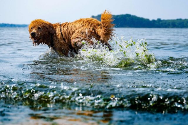 Brown Labradoodle running in water