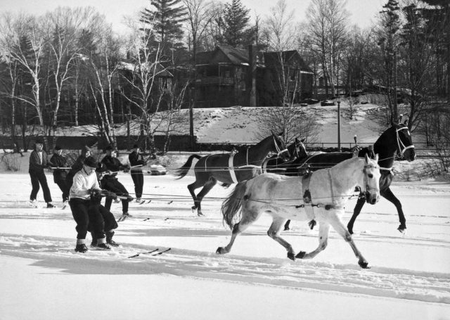 Skijoring 