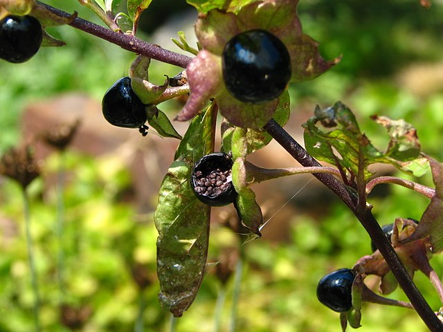 Belladonna plant