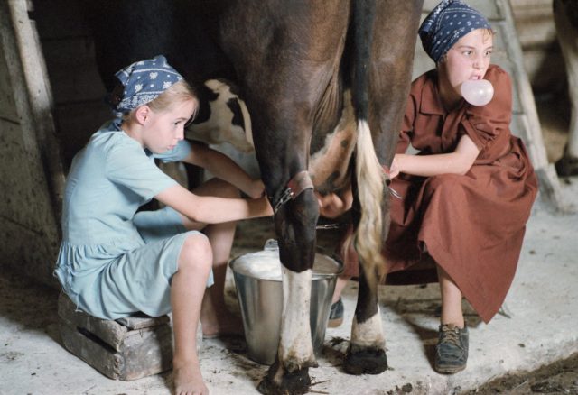 Amish girls milking a cow 