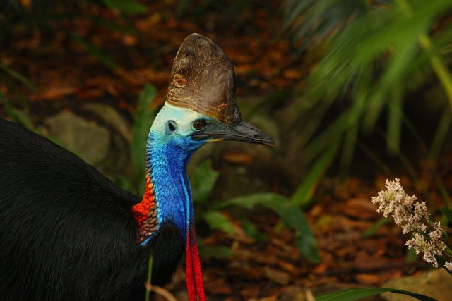 Cassowary in the jungle