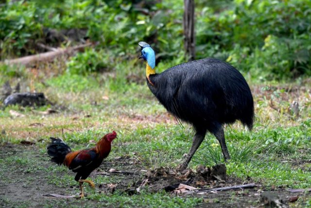 Chicken standing in front of a Cassowary