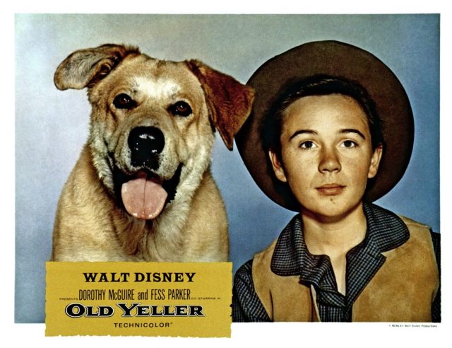 Old Yeller, lobbycard, Tommy Kirk, 1957. (Photo Credit: LMPC via Getty Images)