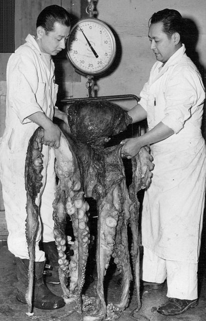 Octopus, caught in Puget sound. On the scales it weighed more than seventy pounds. (Photo Credit: Orin Sealy/The Denver Post via Getty Images)