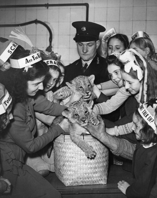 Children petting two lion cubs.