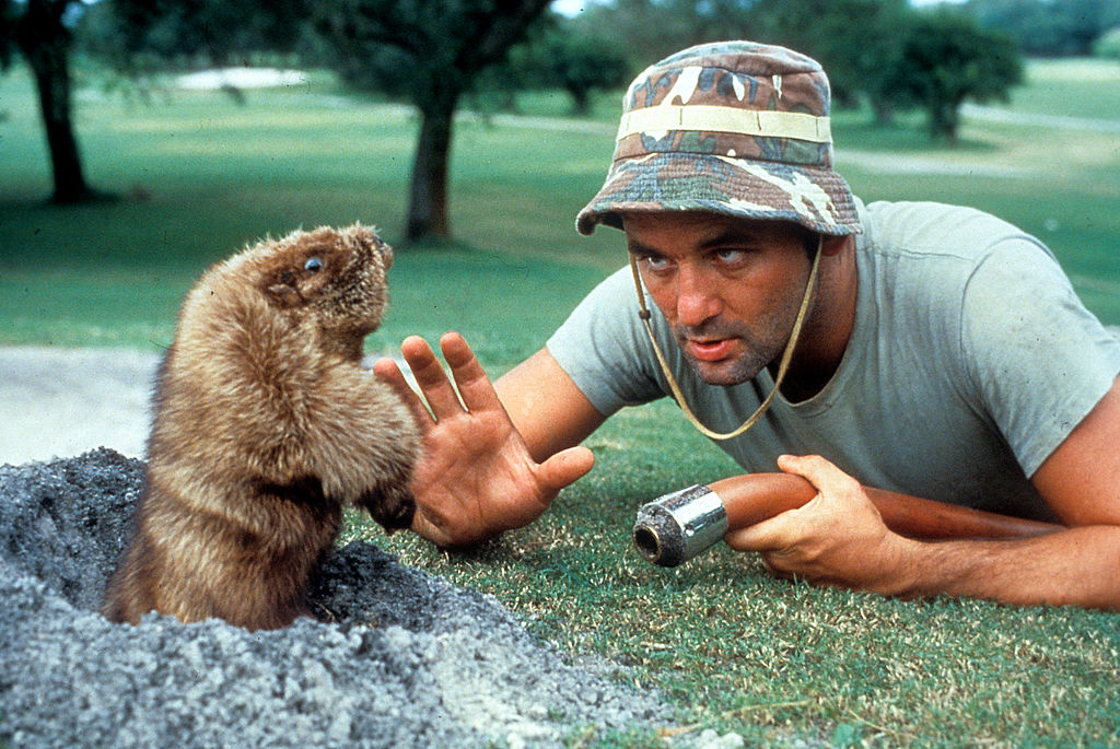 Bill Murray eye to eye with a gopher in a scene from the film 'Caddysh...