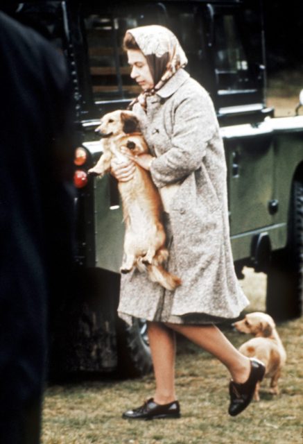 Queen Elizabeth II and two corgis 