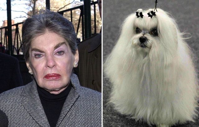 Leona Helmsley and a Maltese dog (Photo Credit: Keith Bedford/Getty Images & Chantiquemaltese – Own work, CC0)