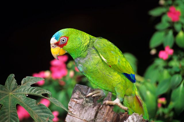 Stock image of a parrot (Photo Credit: B. Von Hoffmann/ClassicStock/Getty Images)