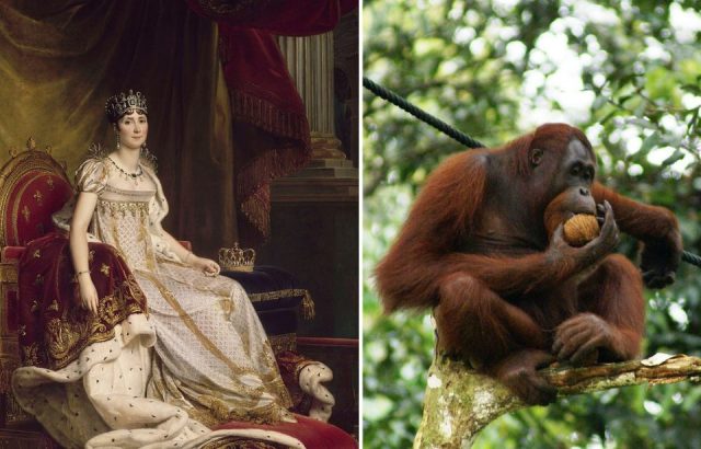 Empress Josephine in coronation costume, left. Orangutan eating a coconut, right.(Photo Credit: Baron FranÃ§ois GÃ©rard ”“ Painter (French)Born in Rome. Dead in Paris. Details of artist on Google Art Project, Public Domain & Eleifert – Own work, CC BY-SA 3.0, Wikimedia Commons)