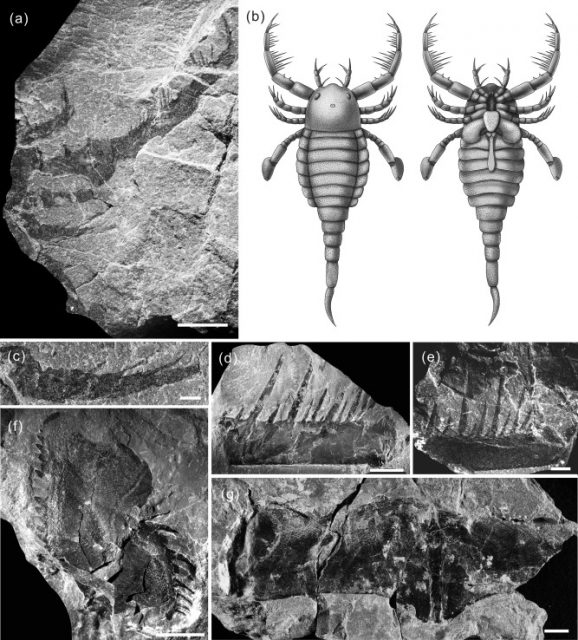 X-ray images and sketches of the Terropterus xiushanensis fossils