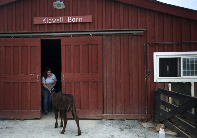 Frying Pan Farm Park in Herndon, VA.  (Photo Credit: Bonnie Jo Mount/The Washington Post via Getty Images)