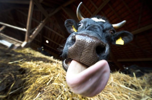 A cow is pictured at the Dottenfelder Hof farm near Bad Vilbel, western Germany.(Photo Credit: BORIS ROESSLER/DPA/AFP via Getty Images)