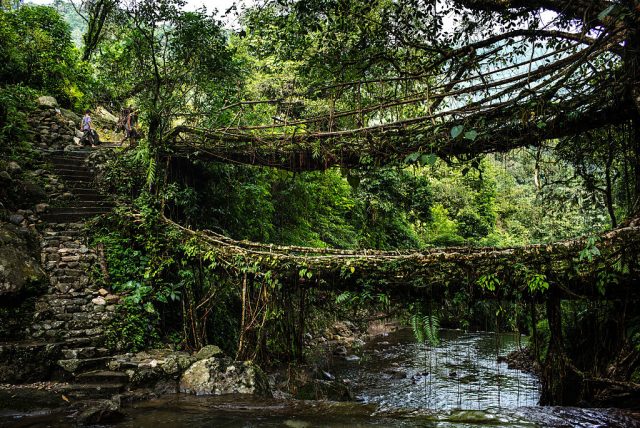 A “living root bridge” in Mawlynnong, Meghalaya, India (Photo Credit: Sanjit Das/Bloomberg via Getty Images)