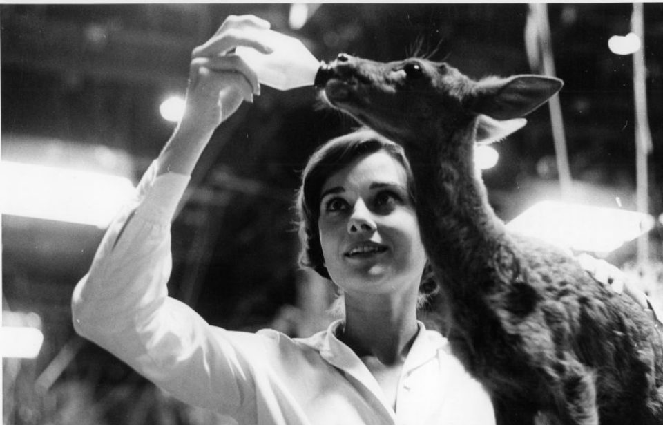 Audrey Hepburn off-camera with baby deer from the film 'The Green Mansions', 1959. (Photo Credit: Metro-Goldwyn-Mayer/Getty Images)