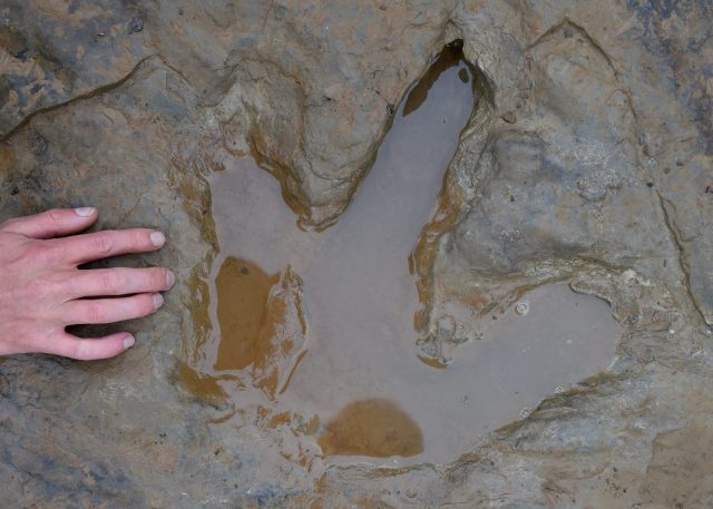 fossilized dinosaur footprint 