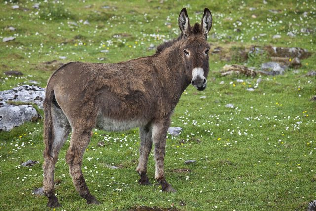 Donkey in the grass