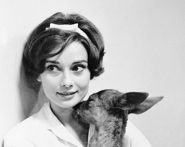 Actress Audrey Hepburn gets a kiss from her pet fawn