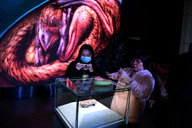 people looking at a Preserved Oviraptorosaur Dinosaur Embryo