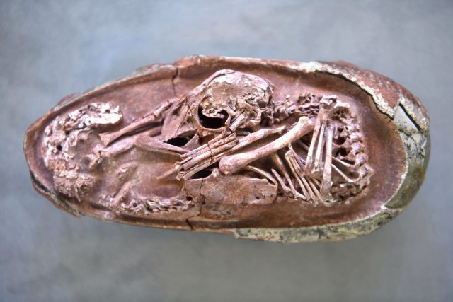 Preserved Oviraptorosaur Dinosaur Embryo