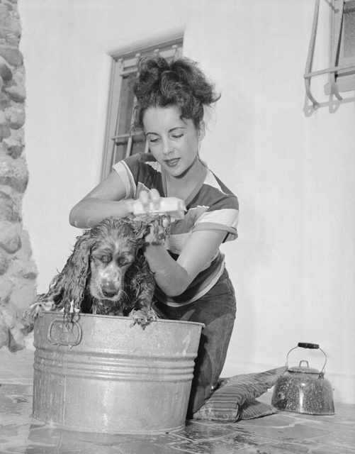 Elizabeth Taylor washing her dog 