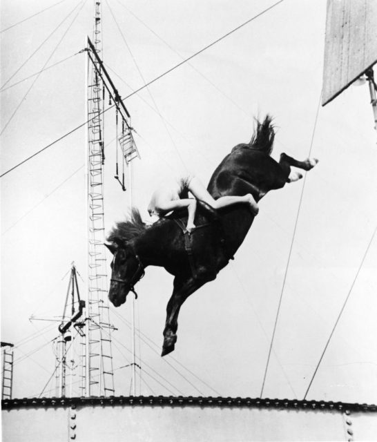A male circus performer on a diving horse