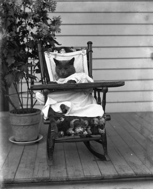 cat in a rocking chair