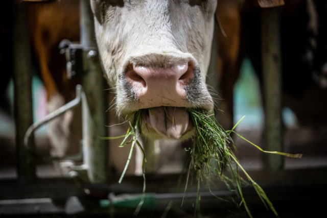 a cow chewing grass