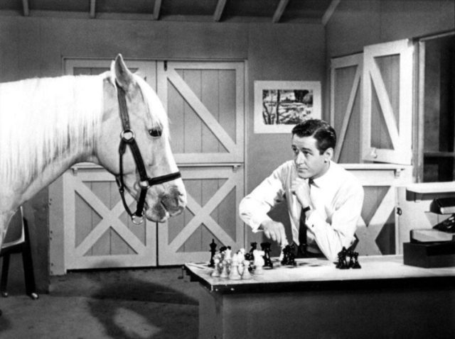 Wilbur Post staring at Mister Ed