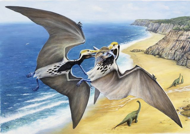 Illustration of two pterosaurs catching prey