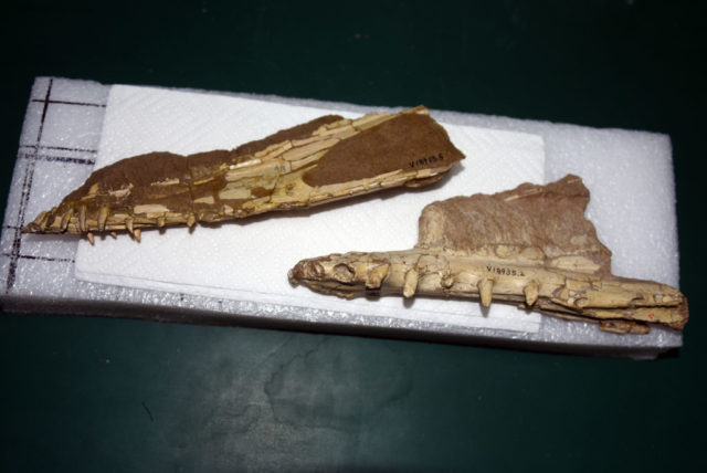 Pterosaur jawbones on a table