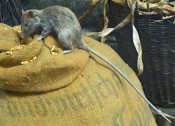 a rat sitting on a sack