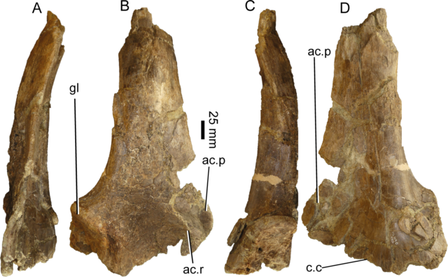 Iberospinus natarioi bones with measurements