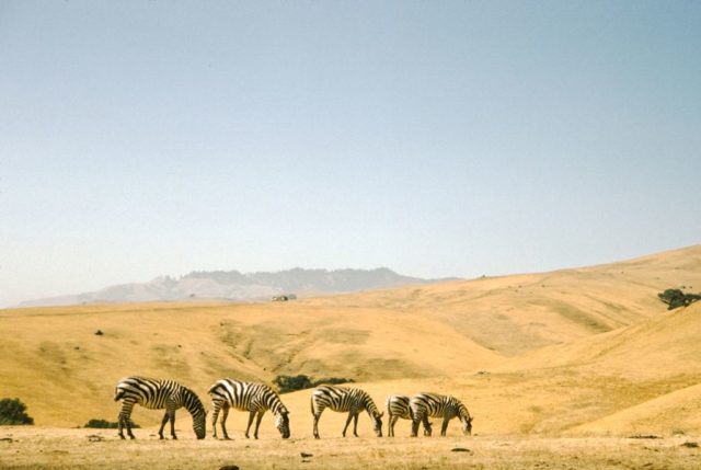 Zebras graze at the Hearst Castle Zoo in San Simeon