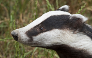 side view of a badger