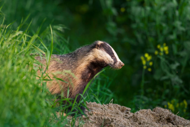European badger leaving its den 