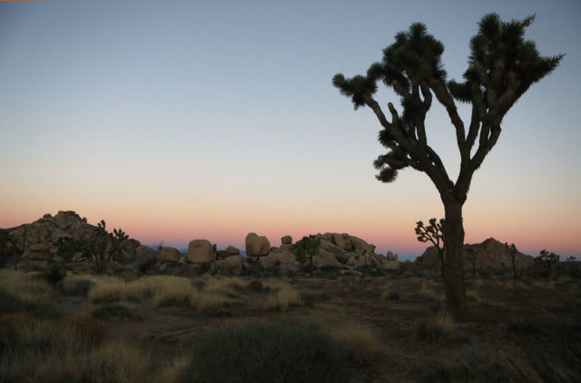 a Joshua tree at sunset