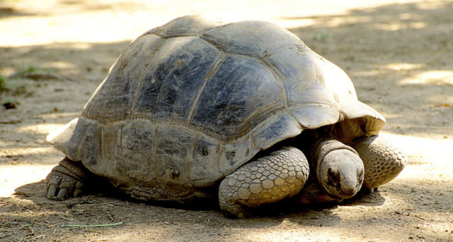 Aldabra tortoise lying on the ground