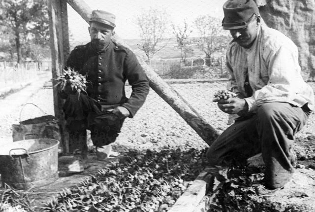 French soldiers harvesting vegetables from a garden