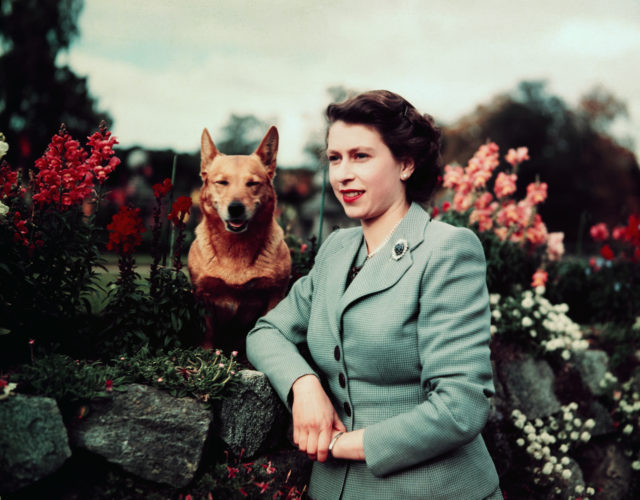 Colour photo of Queen Elizabeth II with one of her corgis