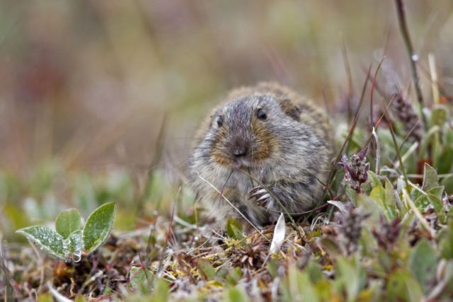 A brown lemming in the grass 