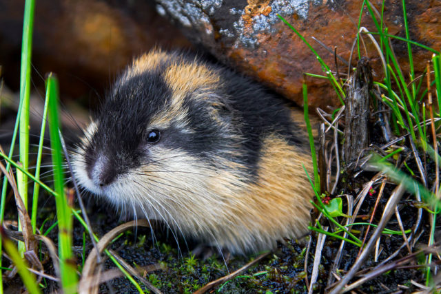 Lemming standing under a rock