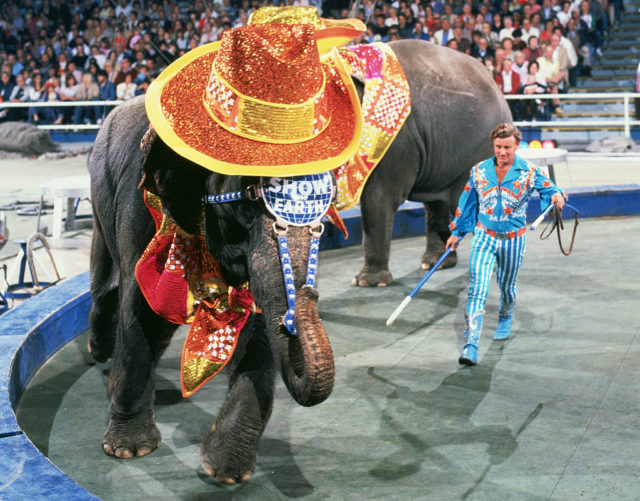 Performer Cindy Dodge working with elephants during a circus performance 