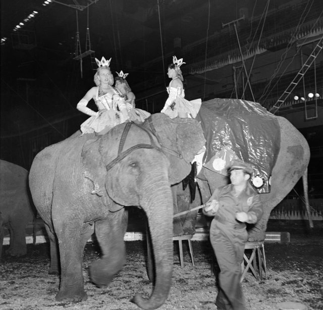 Three performers riding on top of circus elephants 