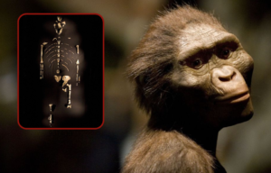 Coloured photo of rendering of early human ancestor with a photo bubble that includes their bones.