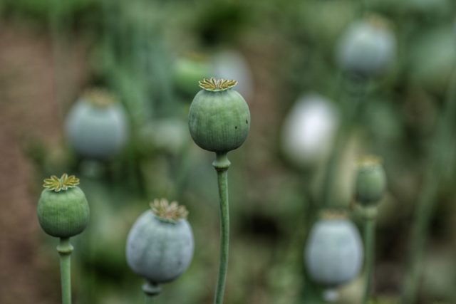 Opium poppy plants