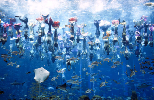 Coloured photo of a large group of people upside down in the water all wearing mermaid tails with fish surrounding them.
