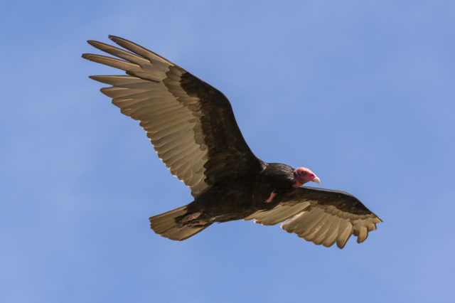 a turkey vulture mid-flight