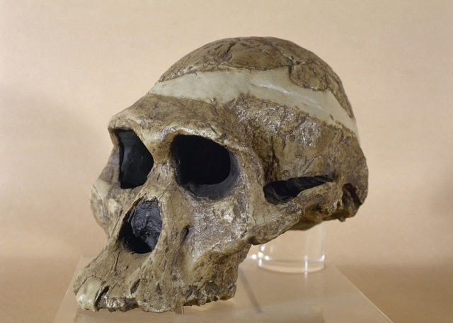 Coloured photo of a human ancestor skull.
